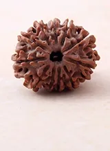 11 Mukhi Rudraksha Single Bead mall